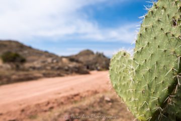 Rally Mexico 2020